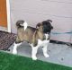 Akita Puppies for sale in Seattle, WA, USA. price: $1,000