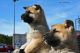 Akita Puppies for sale in Norlina, NC 27563, USA. price: NA