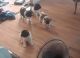 Akita Puppies for sale in Red Lodge, MT 59068, USA. price: $700