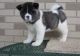 Akita Puppies for sale in Houston, TX, USA. price: NA