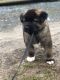 Akita Puppies for sale in Longview, TX, USA. price: $600