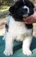 Akita Puppies for sale in Abbeville, SC 29620, USA. price: NA