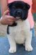 Akita Puppies for sale in Queen Creek, AZ, USA. price: NA