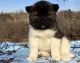 Akita Puppies for sale in Denver, CO 80281, USA. price: NA