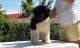 Akita Puppies for sale in Kensington, MD 20895, USA. price: $600