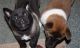Akita Puppies for sale in Louisville, KY, USA. price: $600