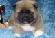 Akita Puppies for sale in Greensboro, NC, USA. price: $500