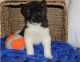 Akita Puppies for sale in Milwaukee, WI 53263, USA. price: $400