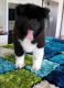 Akita Puppies for sale in Bronx, NY, USA. price: NA