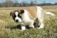 Akita Puppies for sale in Durham, NC, USA. price: NA