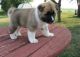 Akita Puppies for sale in Beverly Hills, CA 90210, USA. price: NA