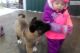 Akita Puppies for sale in Farmingdale, ME 04344, USA. price: NA