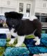 Akita Puppies for sale in Eugene, OR, USA. price: $600