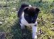 Akita Puppies for sale in Fargo, ND, USA. price: NA