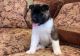 Akita Puppies for sale in Worcester, MA, USA. price: $600