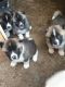 Akita Puppies for sale in Louisville, KY, USA. price: $400