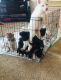 Akita Puppies for sale in Fishers, IN 46038, USA. price: NA