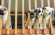 Akita Puppies for sale in Chicago, IL 60603, USA. price: $900