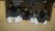 Akita Puppies for sale in Mead, WA, USA. price: NA