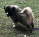 Akita Puppies for sale in Decatur, GA 30030, USA. price: NA