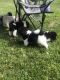 Akita Puppies for sale in St Clair, MI 48079, USA. price: $2,000