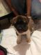 Akita Puppies for sale in The Bronx, NY, USA. price: NA