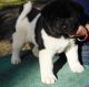Akita Puppies for sale in Milwaukee, WI, USA. price: $500