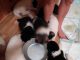 Akita Puppies for sale in Johnstown, PA, USA. price: $450