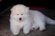 Akita Puppies for sale in Rosemead, CA 91770, USA. price: $900