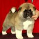Akita Puppies for sale in US-1, Jacksonville, FL, USA. price: NA