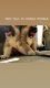 Akita Puppies for sale in Sun Valley, Los Angeles, CA, USA. price: NA
