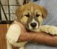 Akita Puppies for sale in Stephenville, TX 76401, USA. price: NA