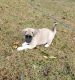 Akita Puppies for sale in Mt Vernon, MO 65712, USA. price: NA