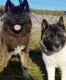 Akita Puppies for sale in Lewistown, MT 59457, USA. price: $850