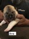 Akita Puppies for sale in 21119 S 241st W Ave, Kellyville, OK 74039, USA. price: $800