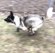 Akita Puppies for sale in Xenia, OH 45385, USA. price: NA