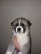 Akita Puppies for sale in Quapaw, OK 74363, USA. price: NA
