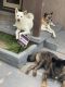 Akita Puppies for sale in San Bernardino, CA, USA. price: $750