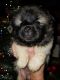 Akita Puppies for sale in Benton, PA 17814, USA. price: $1