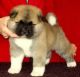Akita Puppies for sale in 114-34 121st St, Jamaica, NY 11420, USA. price: NA