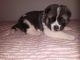Akita Puppies for sale in Stoutsville, OH 43154, USA. price: $750