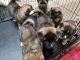 Akita Puppies for sale in Emporia, KS 66801, USA. price: $700
