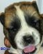 Akita Puppies for sale in Fort Myers, FL, USA. price: NA