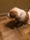 Akita Puppies for sale in Greenwood, MS, USA. price: NA