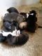 Akita Puppies for sale in Fort Wayne, IN, USA. price: NA