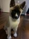 Akita Puppies for sale in Rolling Meadows, IL, USA. price: $1,500