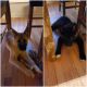 Akita Puppies for sale in West Springfield, MA, USA. price: NA
