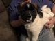 Akita Puppies for sale in Beckley, WV 25801, USA. price: NA