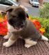 Akita Puppies for sale in Bell Gardens, CA 90202, USA. price: NA