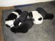 Akita Puppies for sale in Fort Lauderdale, FL, USA. price: NA